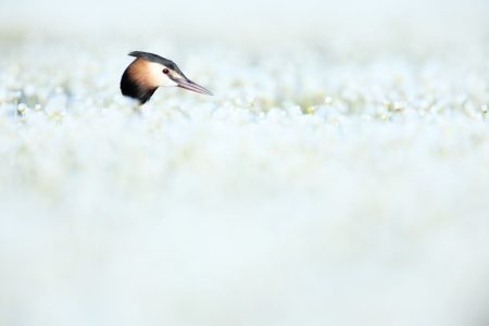 «Somormujo» ©Gregorio Garrido