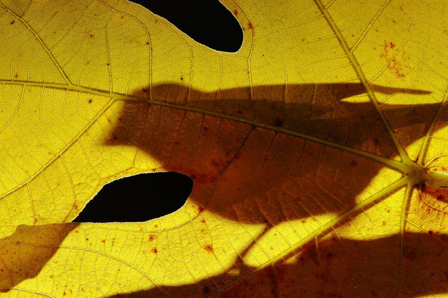 "Sombras en la higuera" por Hugo Estévez