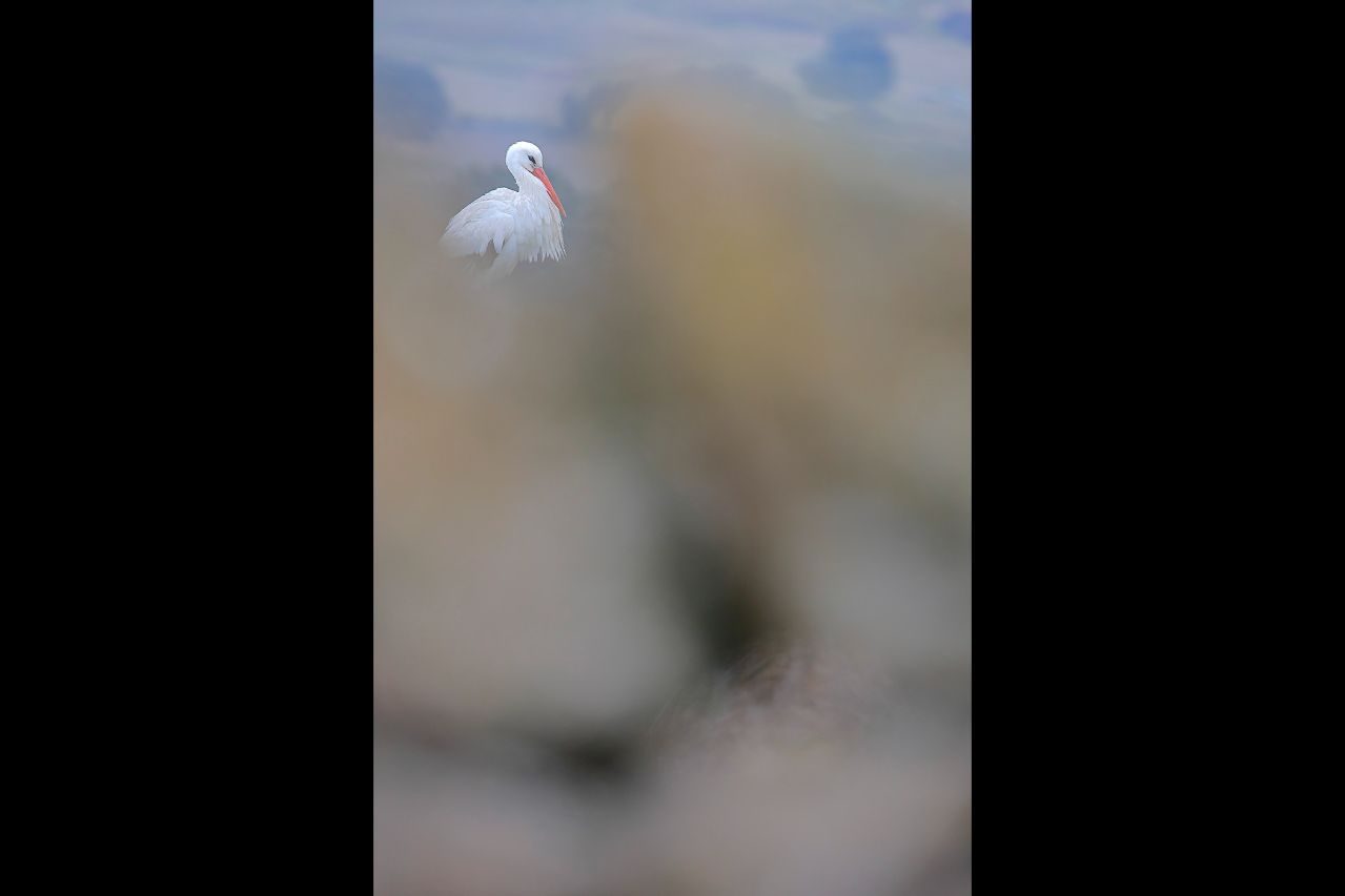 Hugo Estévez_01 «Cigüeña» ©Hugo Estévez