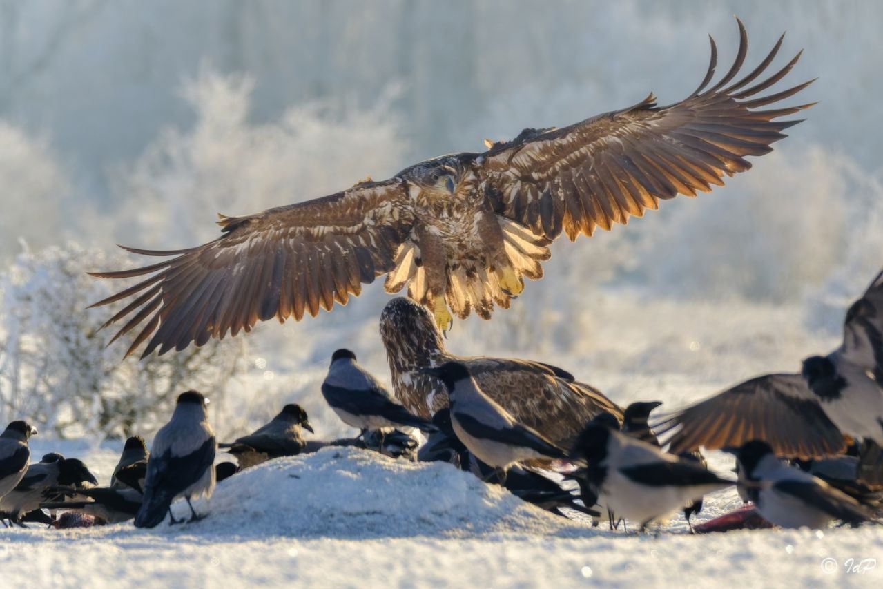 Isidro de Pablo_01 «Pigargos y cornejas» ©Isidro de Pablo