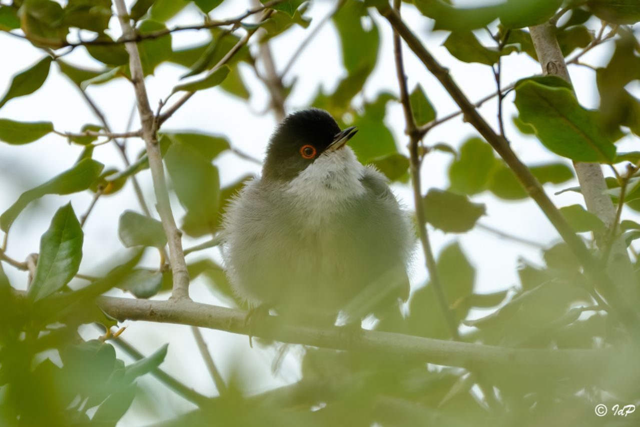 Isidro de Pablo_05 «Curruca cabecinegra» ©Isidro de Pablo