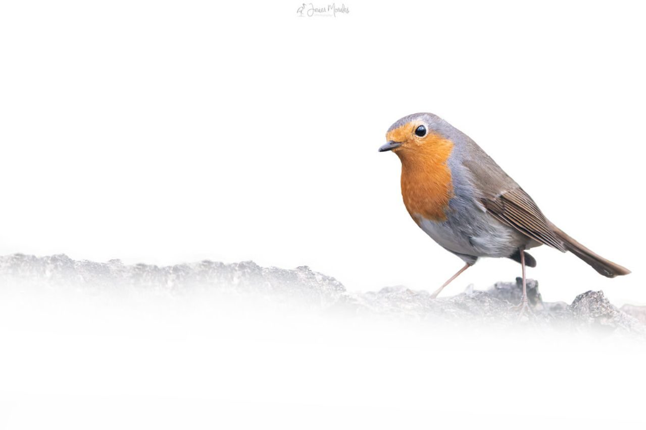 Javier Morales_05 «Petirrojo» ©Javier Morales