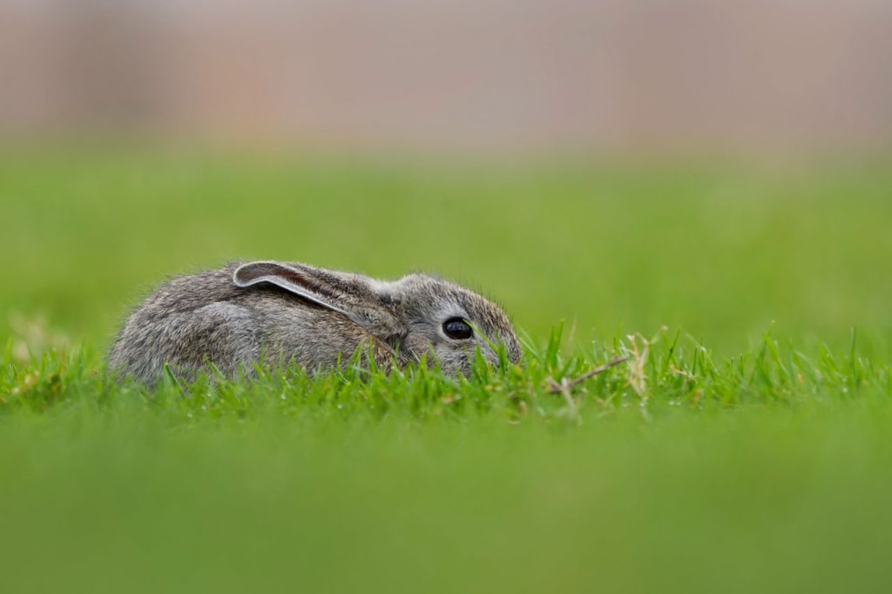 Javier Morales_07 «Liebre» ©Javier Morales