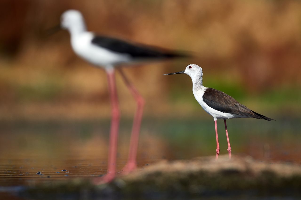 Javier Peña_01 «Cigüeñuelas» ©Javier Peña