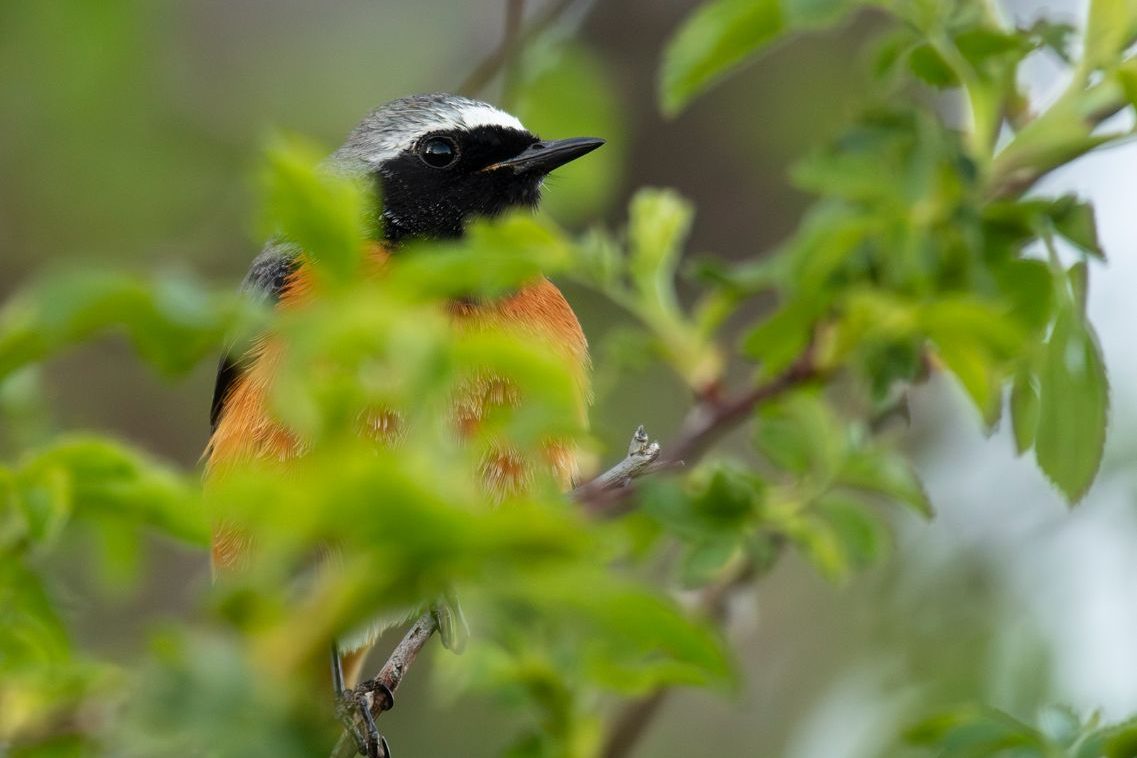 José Gismero_03 «Colirrojo real» ©José Gismero