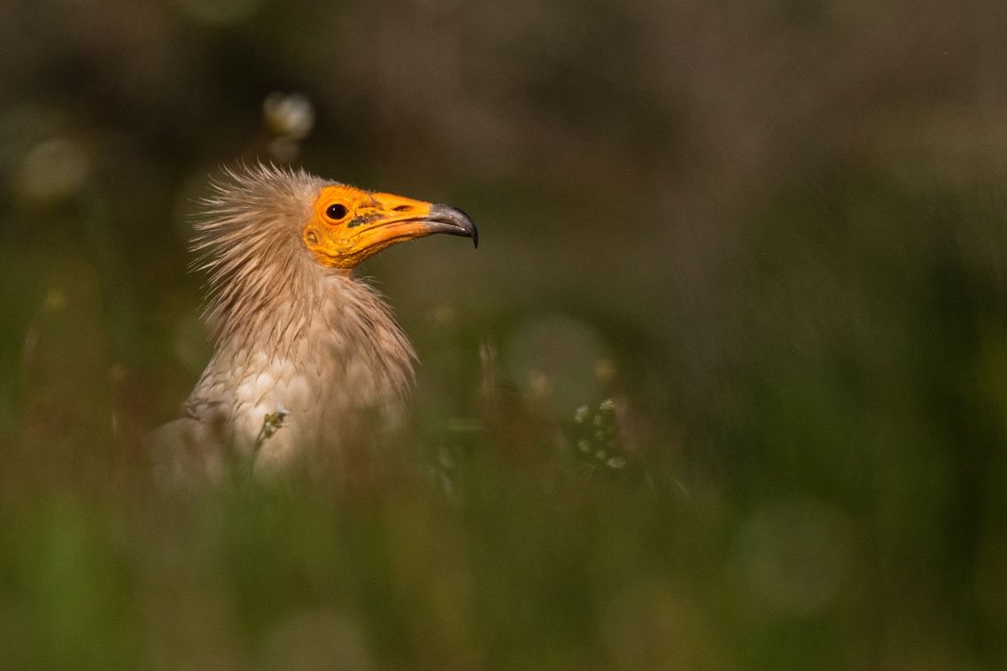 José Gismero_04 «Alimoche» ©José Gismero