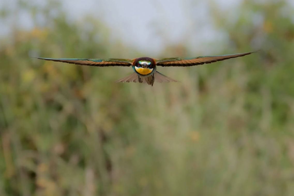 José Miguel Martínez_01 «Abejaruco» ©José Miguel Martínez