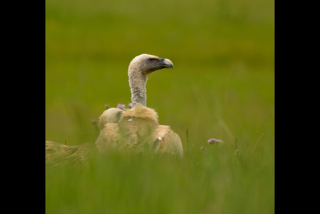 Juan Manuel Fermosel_01 «Buitre leonado» ©Juan Manuel Fermosel