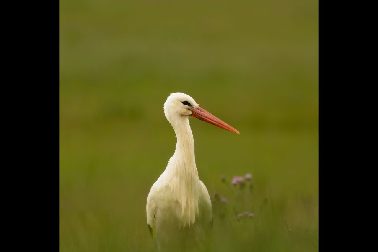 Juan Manuel Fermosel_02 «Cigüeña» ©Juan Manuel Fermosel