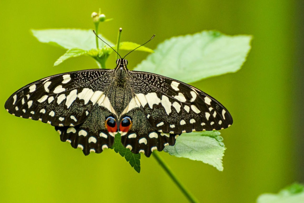 Juan carlos Mazzini_02 ©Juan Carlos Mazzini