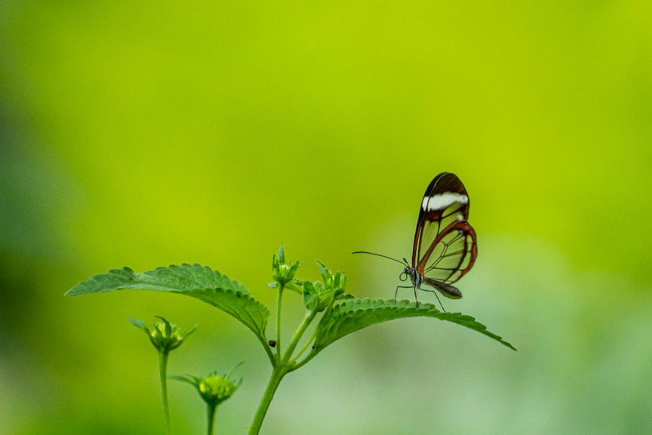Juan carlos Mazzini_04 ©Juan Carlos Mazzini