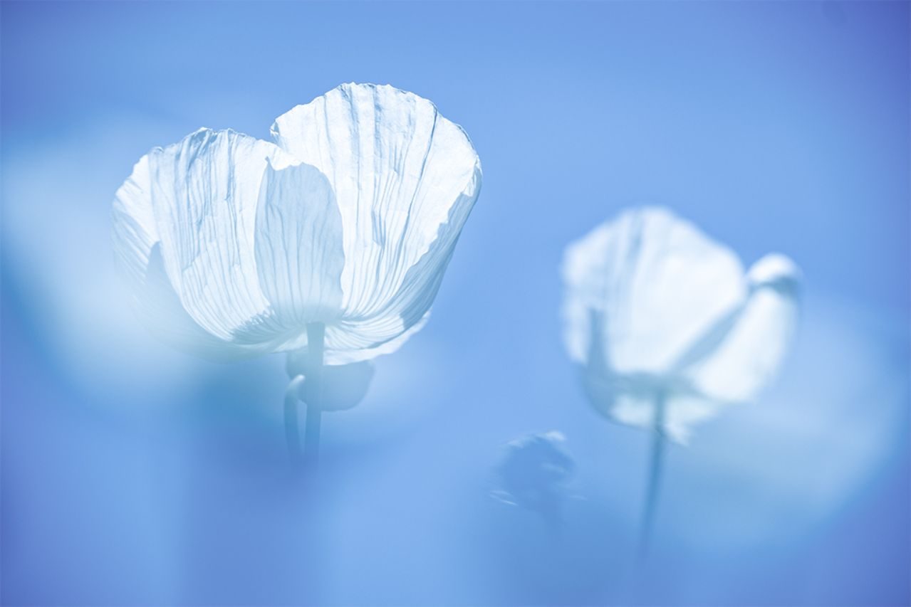 Juanma Molina_01 «Amapolas» ©Juan Manuel Molina