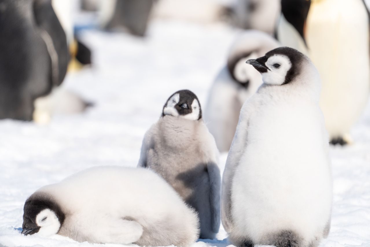 Luis Alcaraz_05 «Pingüino emperador» ©Luis Alcaraz