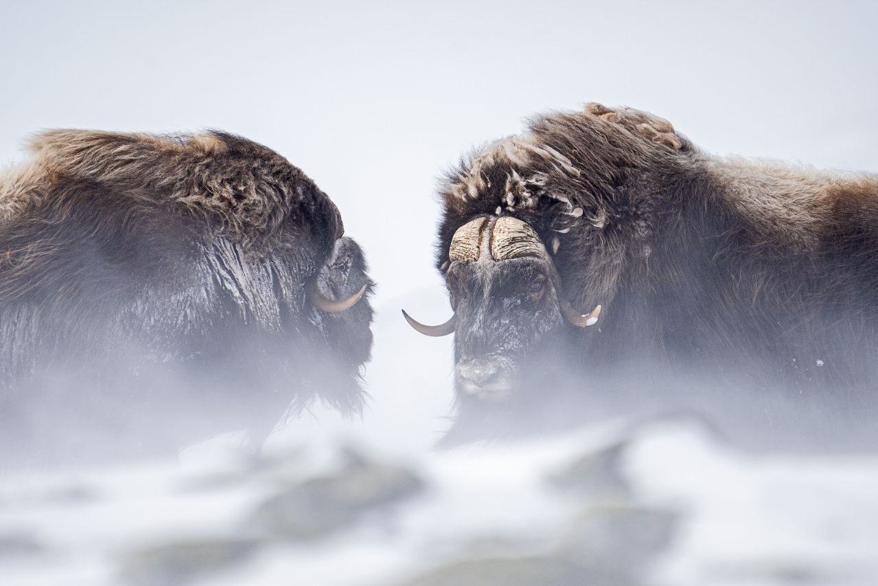 Luis Alcaraz_06 ©Luis Alcaraz