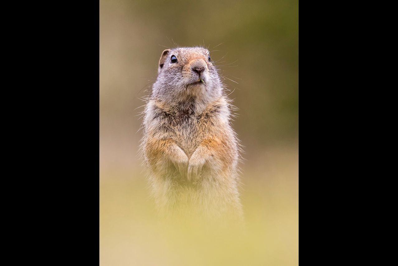 MBene_01 «Ardilla de tierra» ©Miguel Benedicto