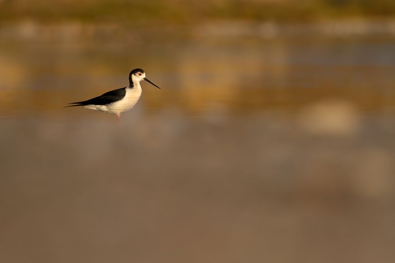 MBene_04 «Cigüeñuela» ©Miguel Benedicto