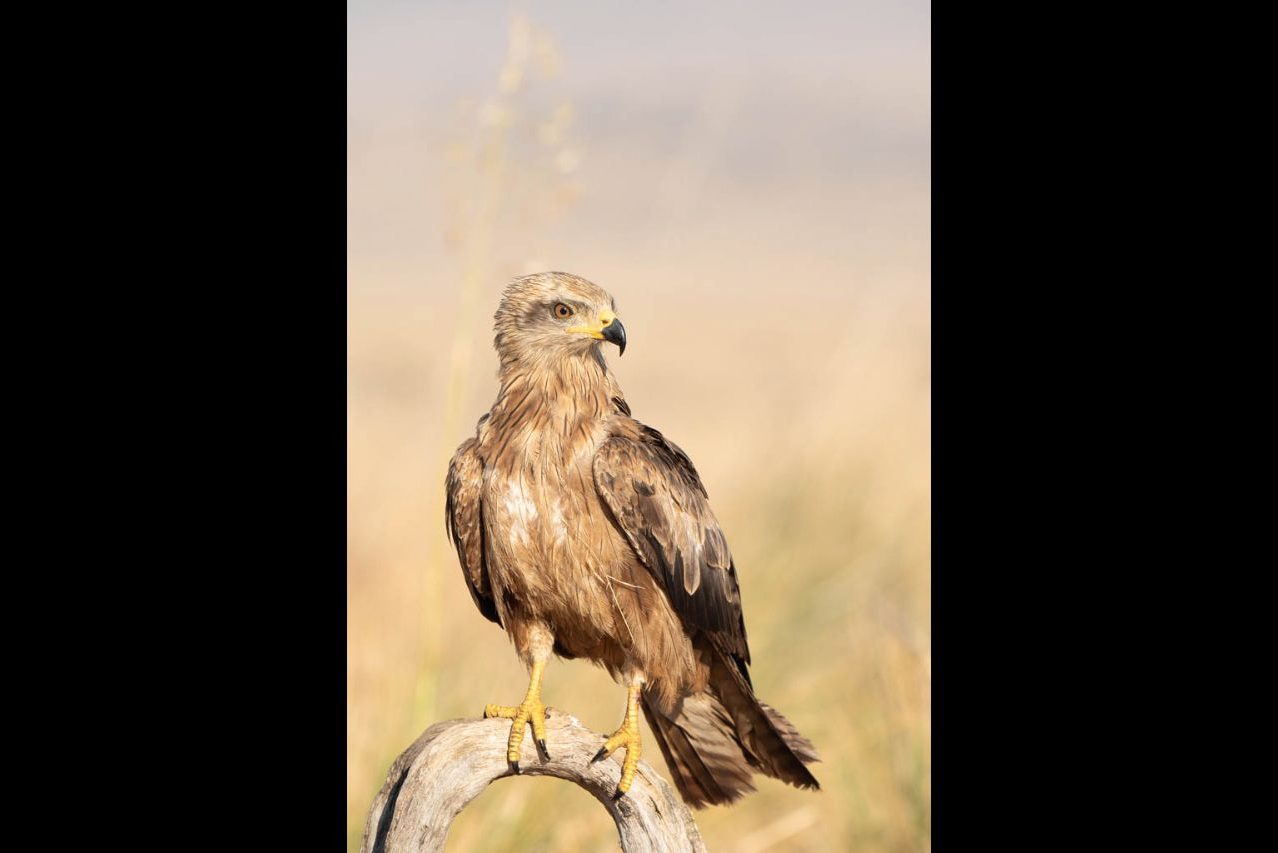 Mar Sanz_03 «Milano negro» ©Mar Sanz