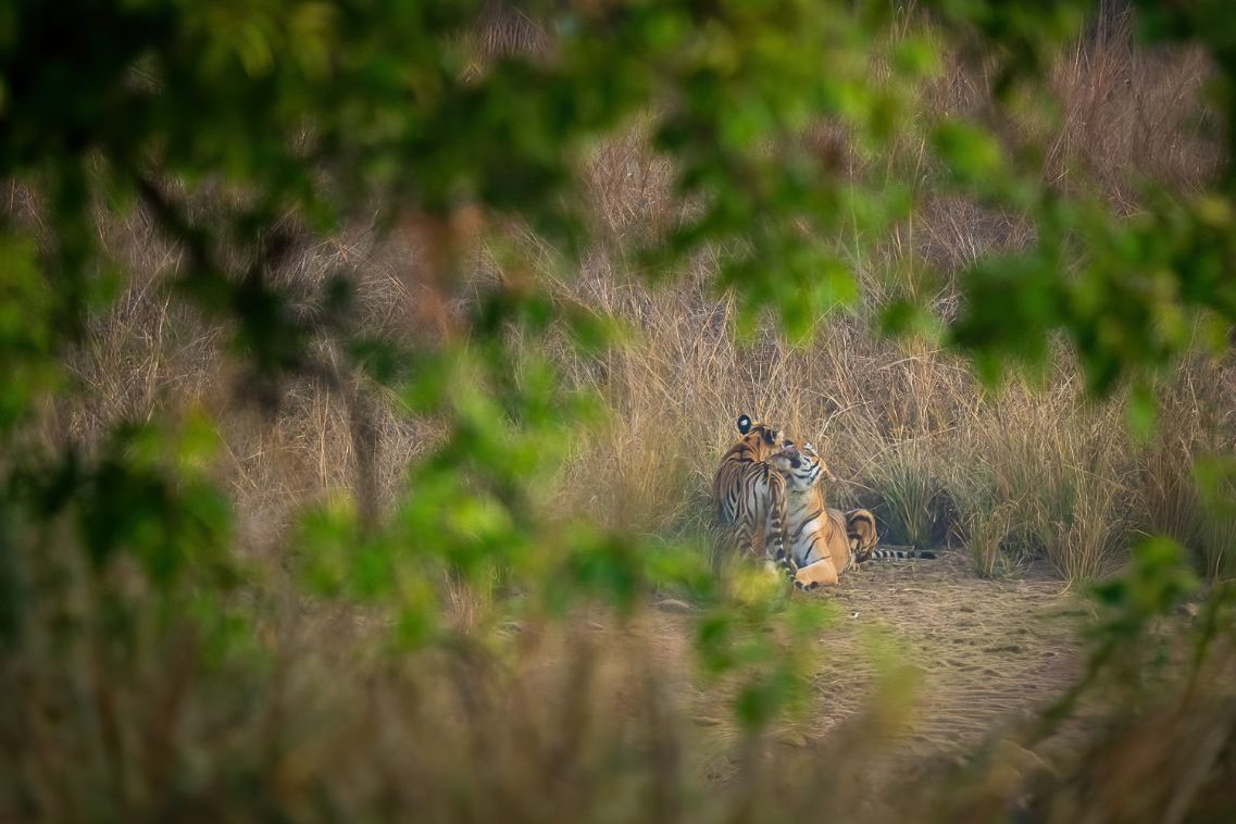 Marisa Martínez_04 «Tigres» ©Marisa Martínez