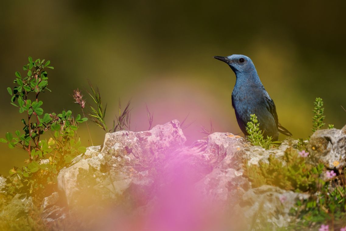 Marisa Martínez_06 «Roquero solitario» ©Marisa Martínez