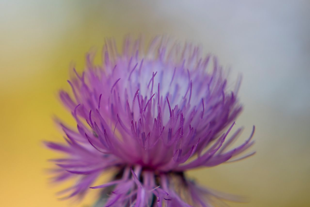 Merce Almoguera_01 «Flor de cardo» ©Merce Almoguera