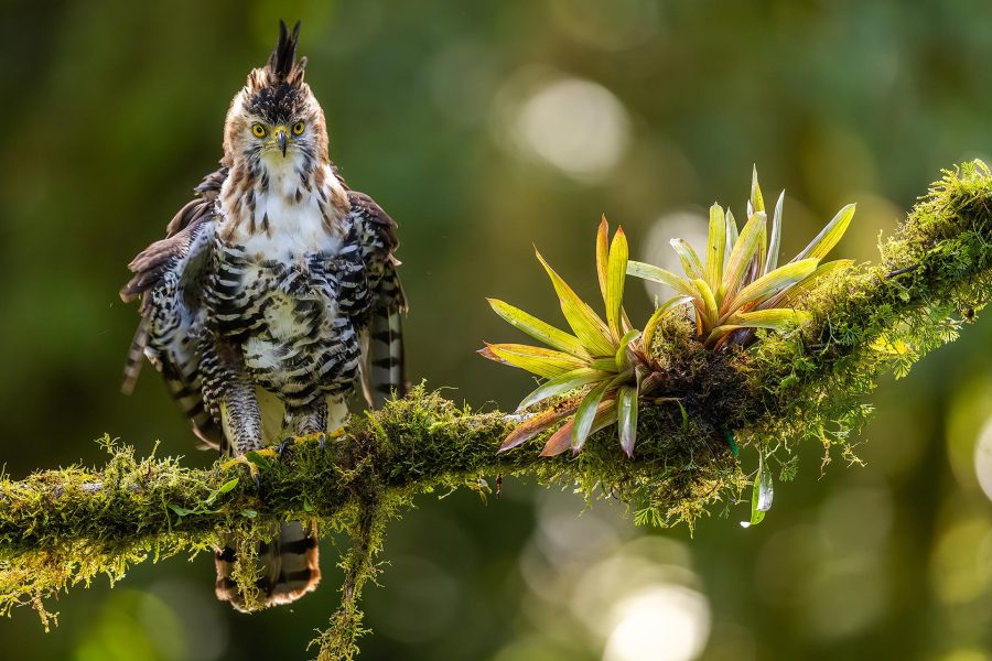 "Hornatus" por Óscar Díez