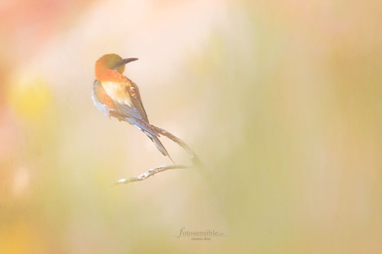 Ramiro Díaz_01 «Abejaruco» ©Ramiro Díaz