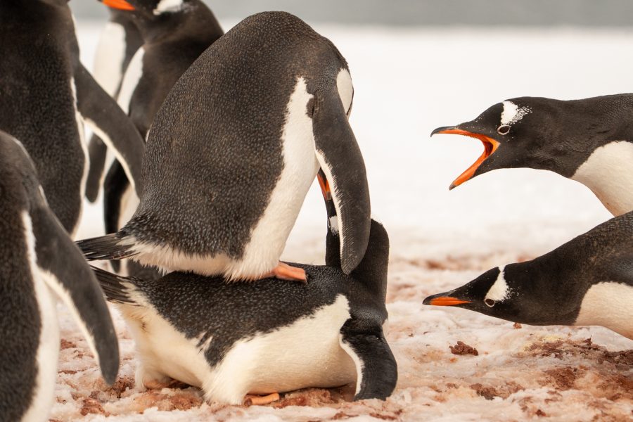 Pingüinos de Papúa de Luis Alcaraz Tomás
