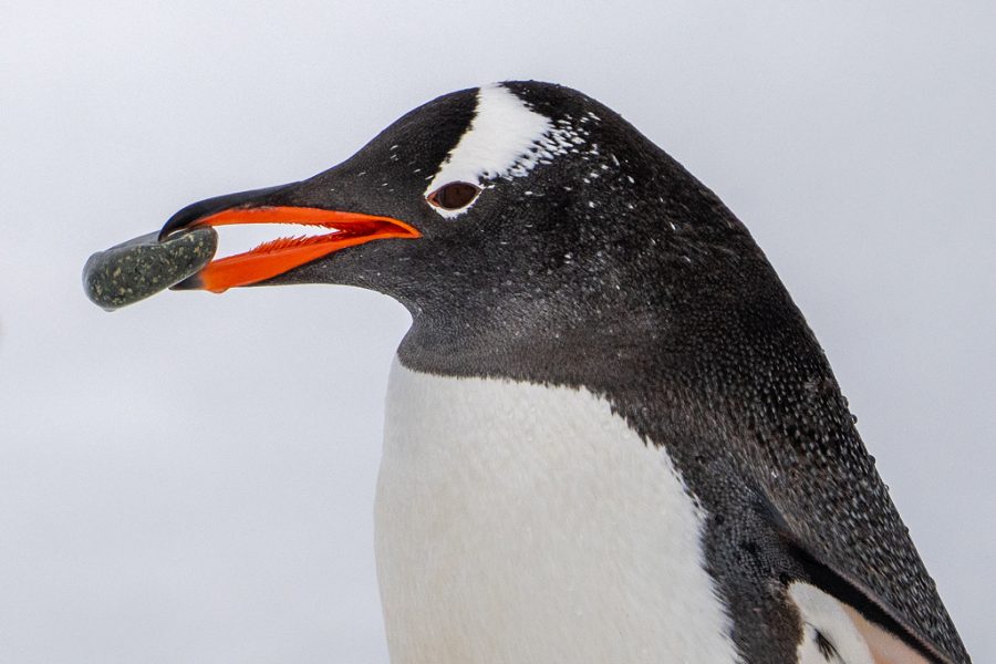 Pingüino de Papúa de Luis Alcaraz Tomás