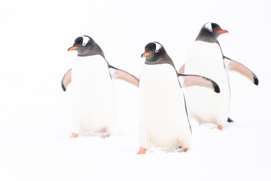 Pingüinos de Papúa de Luis Alcaraz Tomás