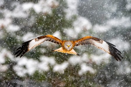 "Abriendo camino" de Fernando Núñez