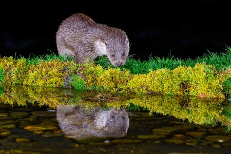 Nutria @Jesus Cadenas