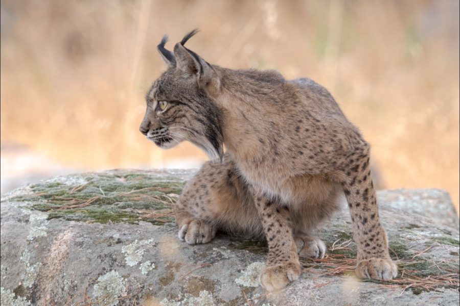Lince ©Elena Jorreto