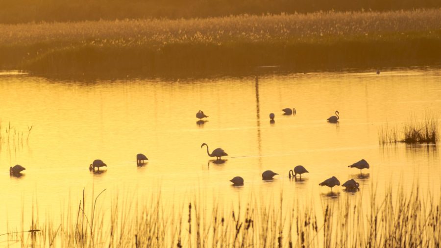 Flamencos ©Elena Jorreto