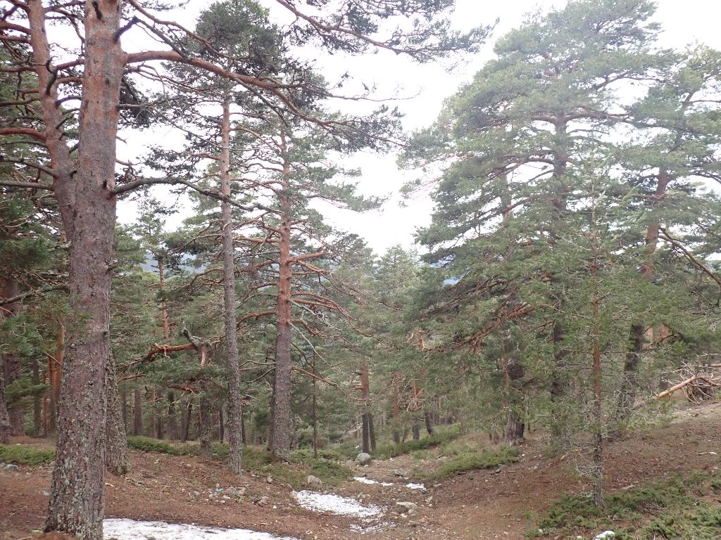 Fotos de Ania en una salida por Navacerrada con los alumnos del IES Jaime Ferrán, organizada por la Fundación Desea Fotos de Ania en una salida por Navacerrada con los alumnos del IES Jaime Ferrán, organizada por la Fundación Desea