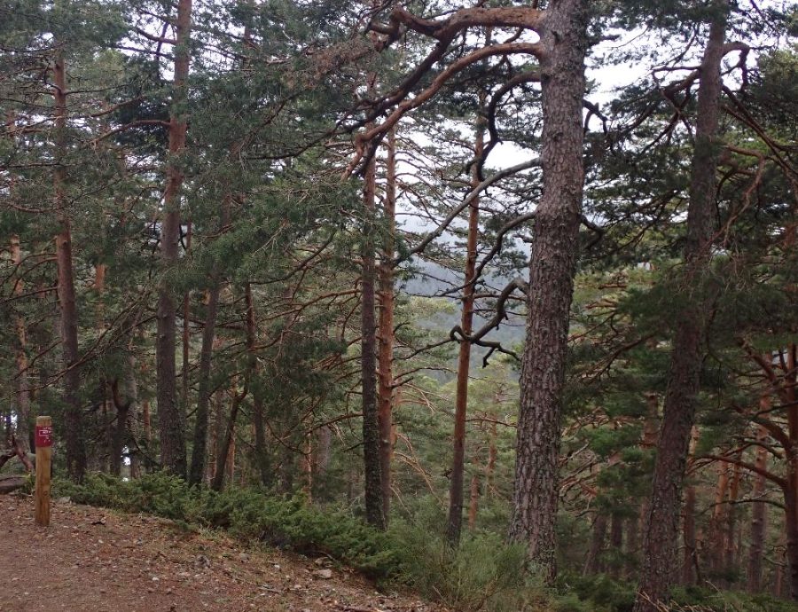 Fotos de Bryan-y-Valentina en una salida por Navacerrada con los alumnos del IES Jaime Ferrán, organizada por la Fundación Desea