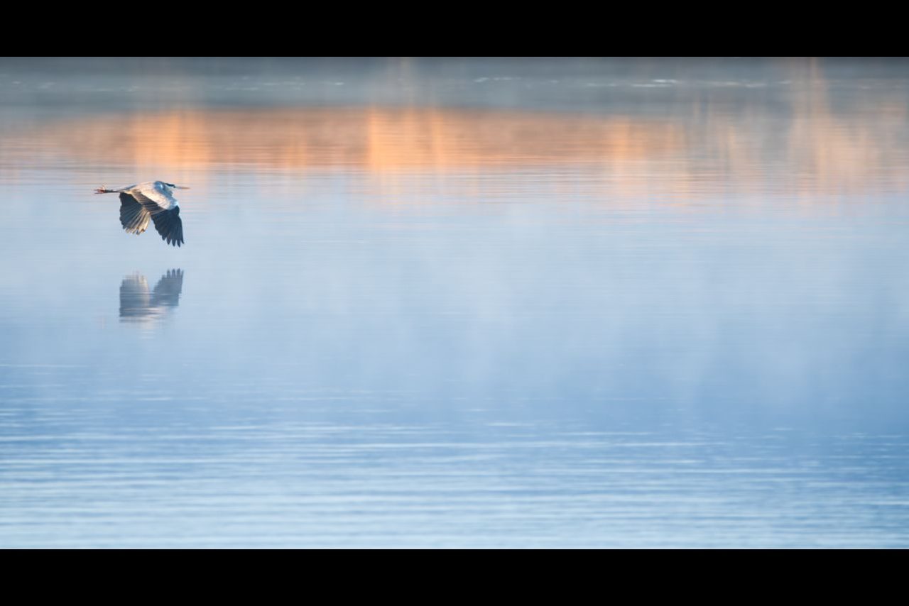 Garza real @Claudio Carles