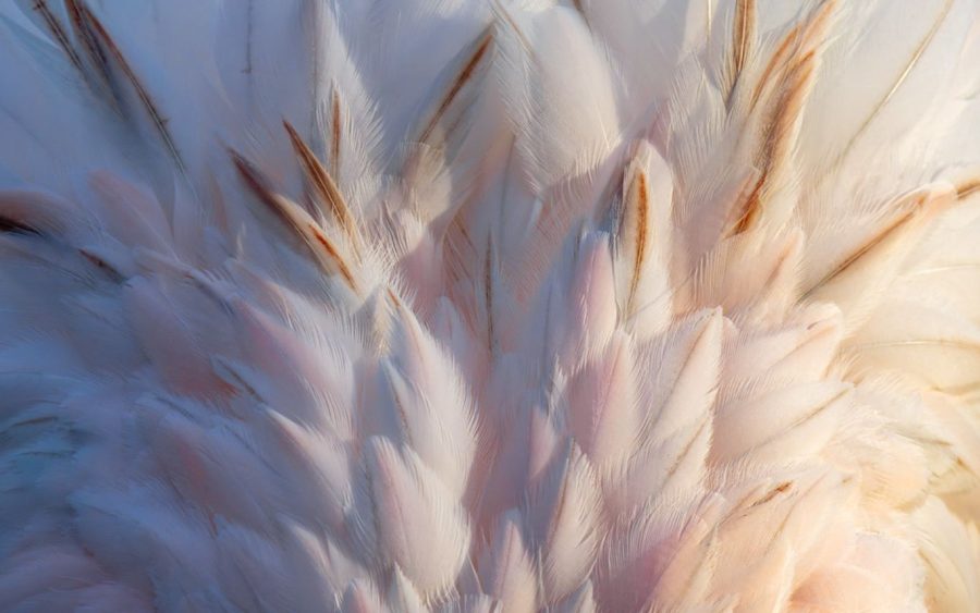 Plumaje flamenco ©Daniel Trespalacio