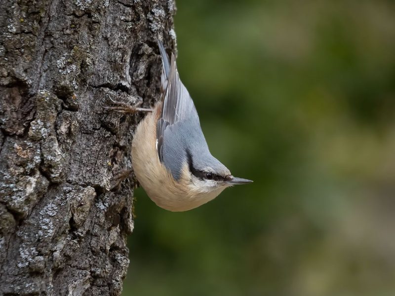 Trepador azul ©Francisco Javier Bru