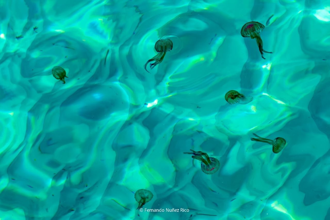 Medusas y reflejos @Fernando Núñez