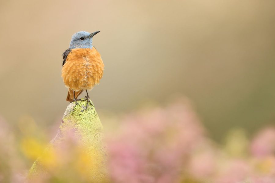 Roquero rojo ©Gregorio Garrido