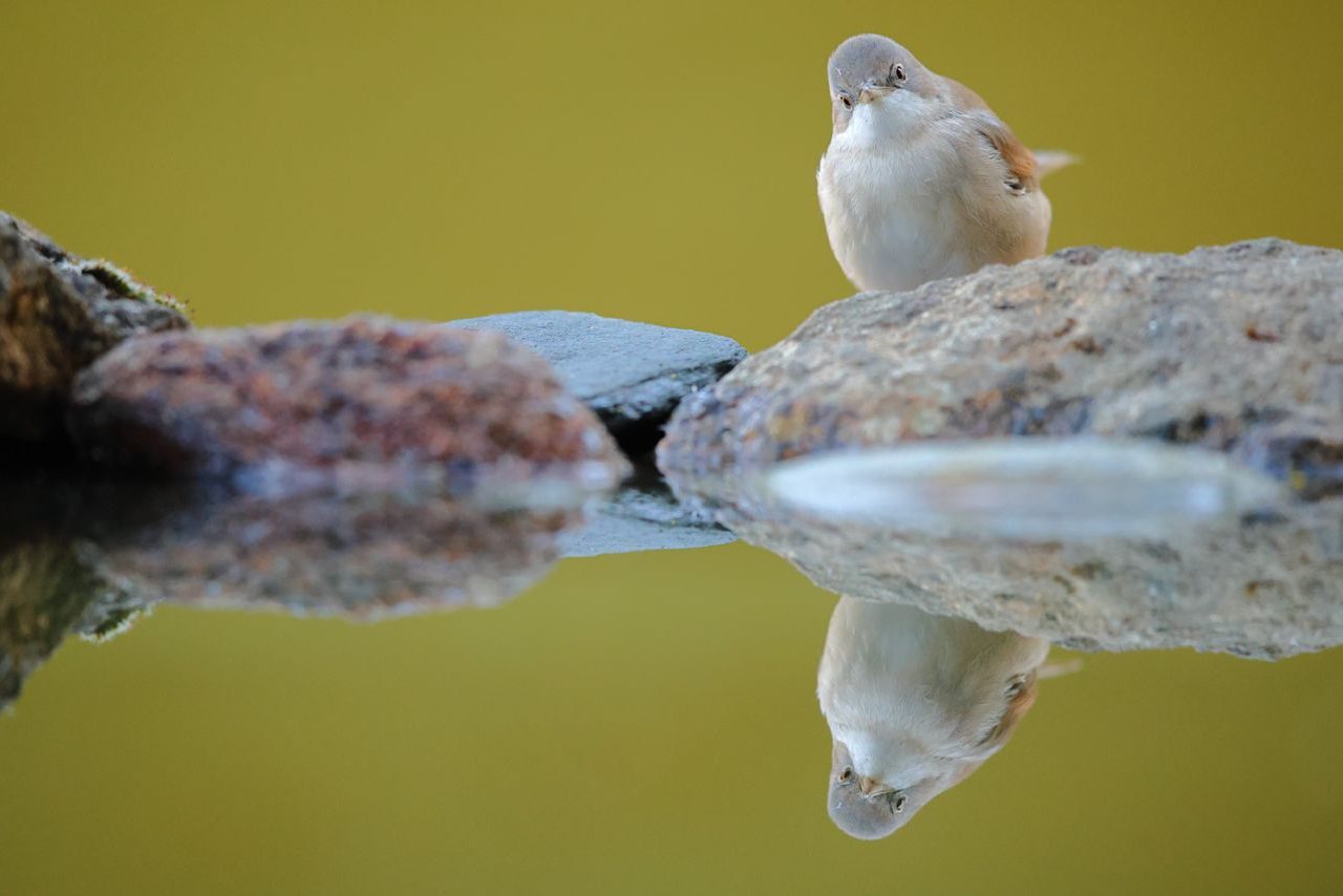 Curruca cabecinegra @Hugo Estévez