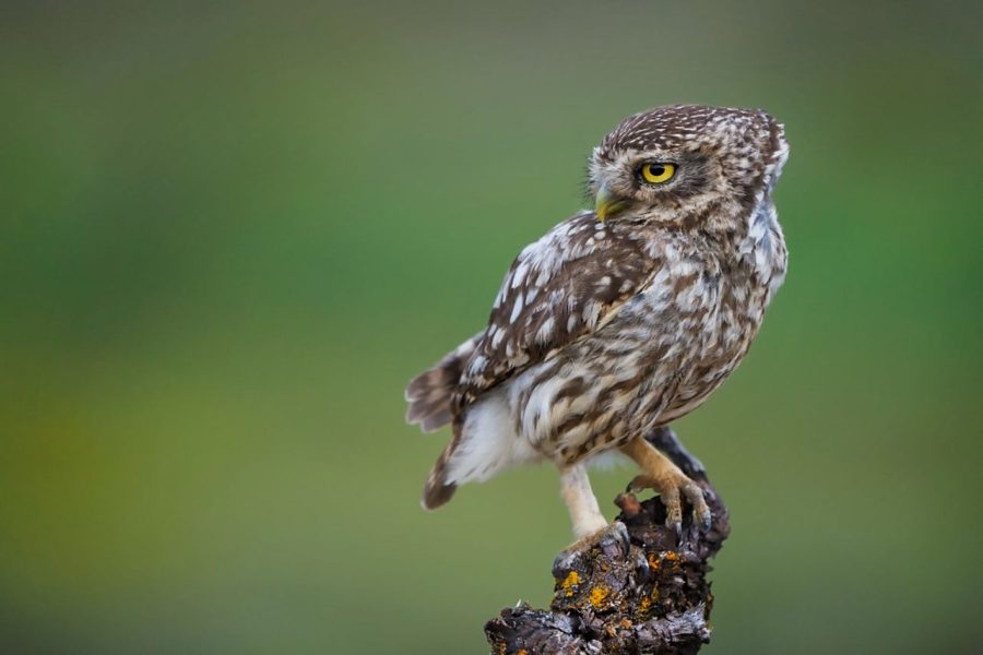 Mochuelo ©Javier Morales