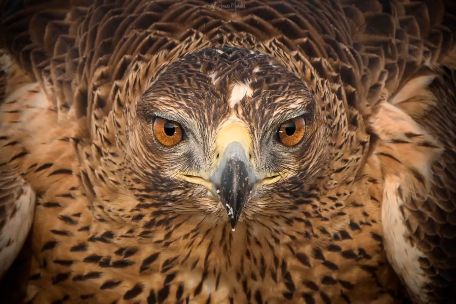 Águila perdicera ©Javier Morales