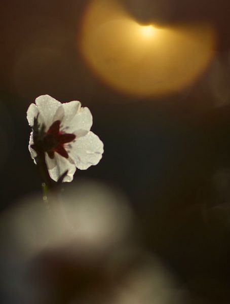 Flor de Javier Peña