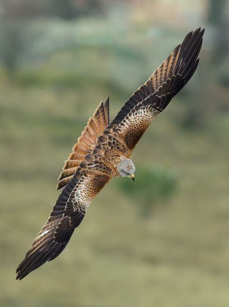 Milano real ©Jesús Cadenas