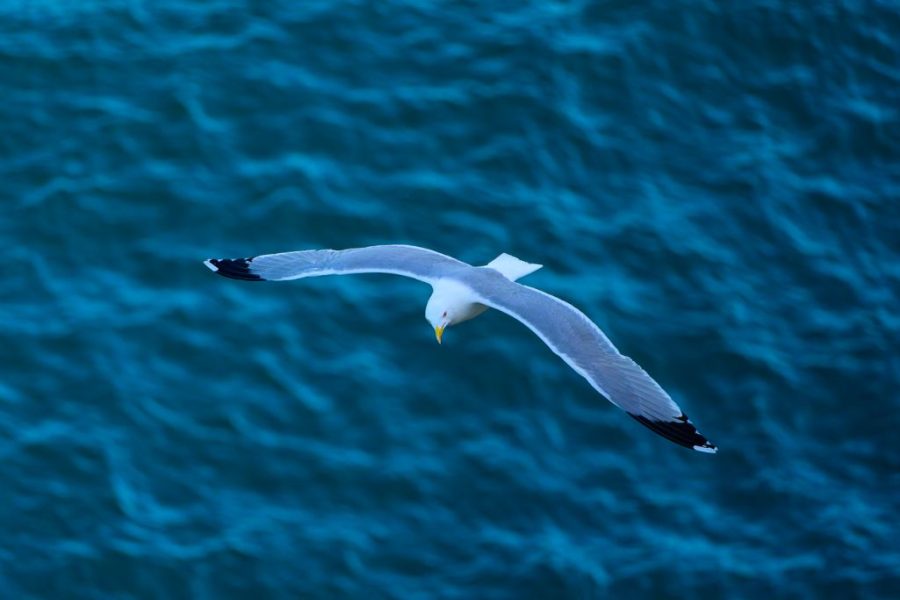 Gaviota patiamarilla ©Jesús Cadenas