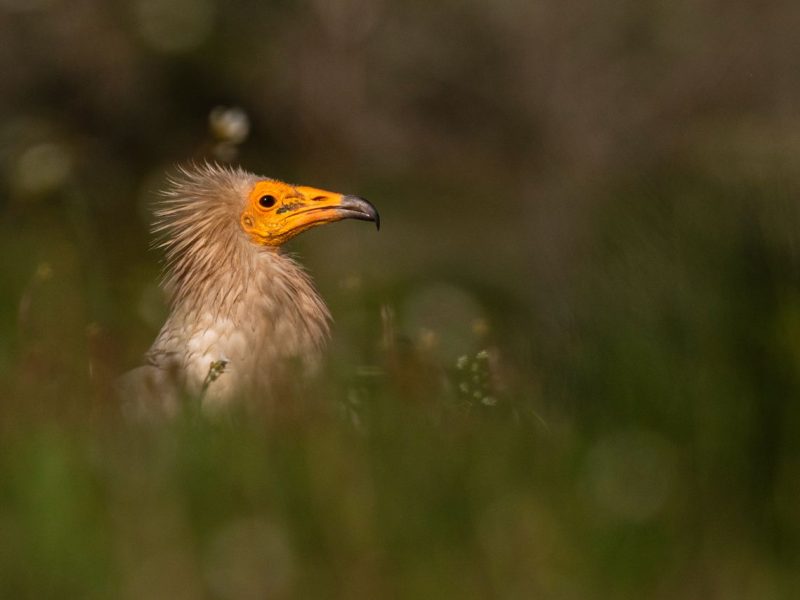 Alimoche ©José Gismero