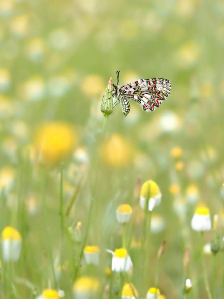 Mariposa arlequín ©José Miguel Martínez