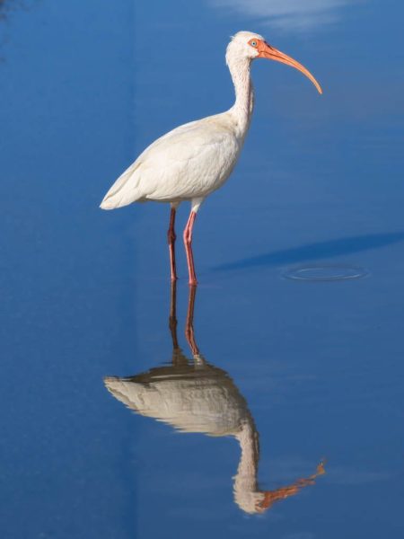 Ibis ©José Miguel Martínez