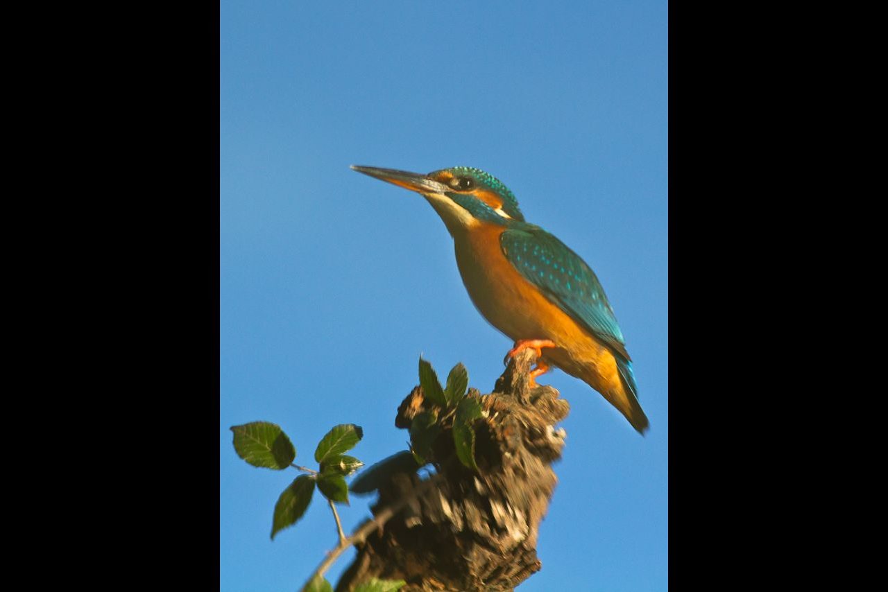 Reflejo de martín pescador @José Miguel Martínez